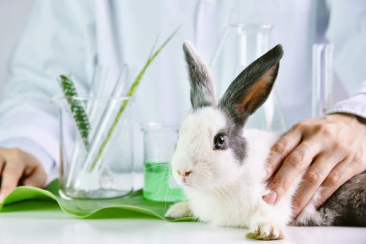 why is shopping cruelty-free important?
